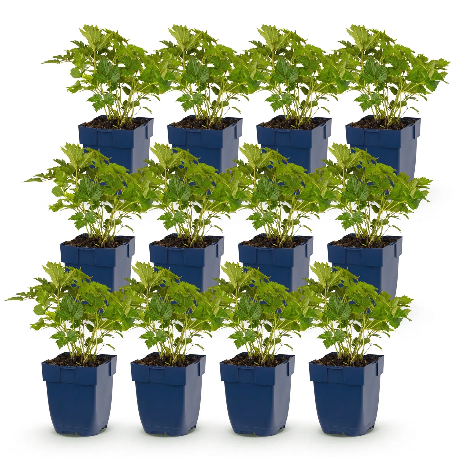 Plant and Stories Astilbe Pumila Vivace Ombre Pot 11cm 1 Plant