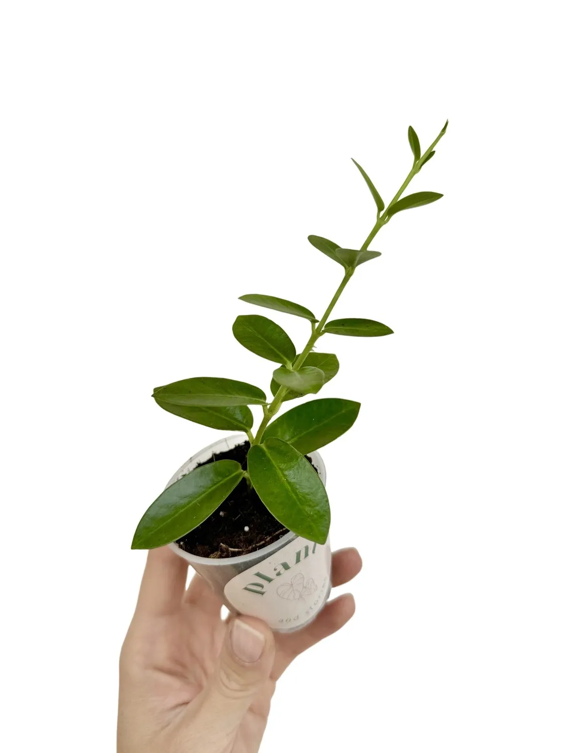 Plant and Stories Hoya Cumingiana plante pot 6cm fleurs parfumées