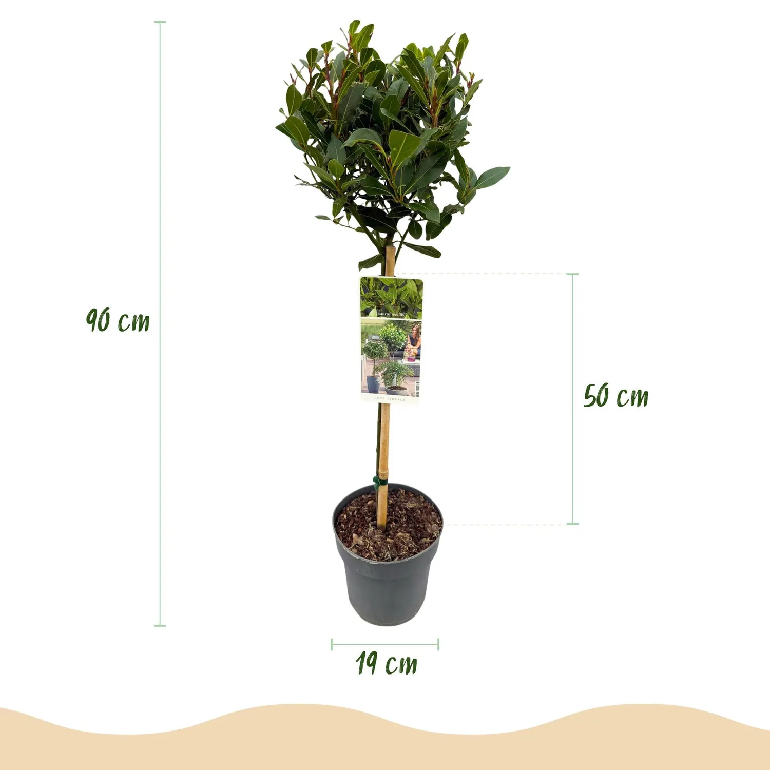 Plant and Stories Nobilis laurier-sauce tige pot 19 cm 90 cm