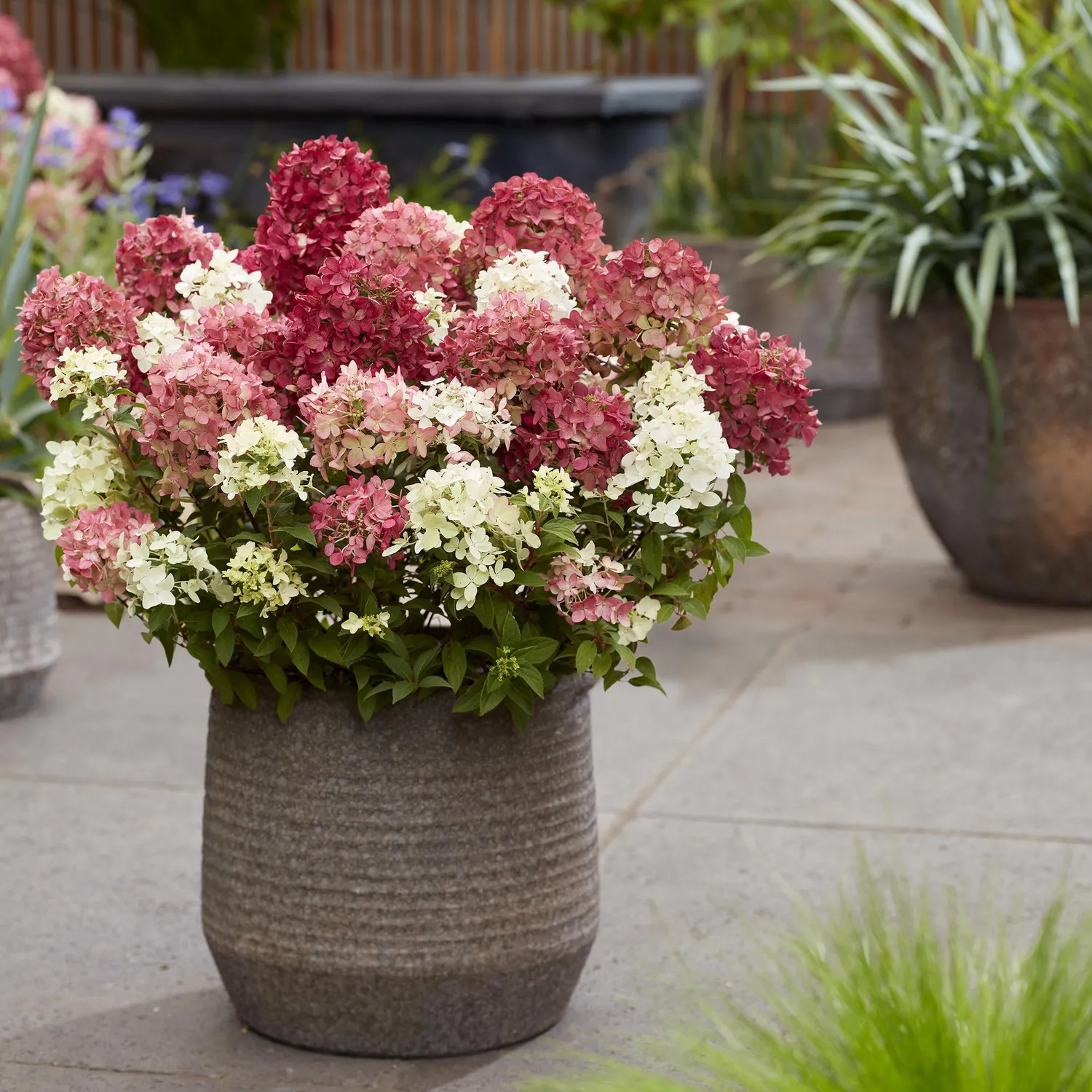 Plant and Stories Groundbreaker Ruby hortensia 1 plant rouge