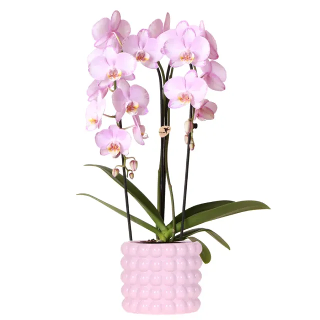 Plant and Stories Phalaenopsis Niagara Falls orchidée rose pot 12 cm