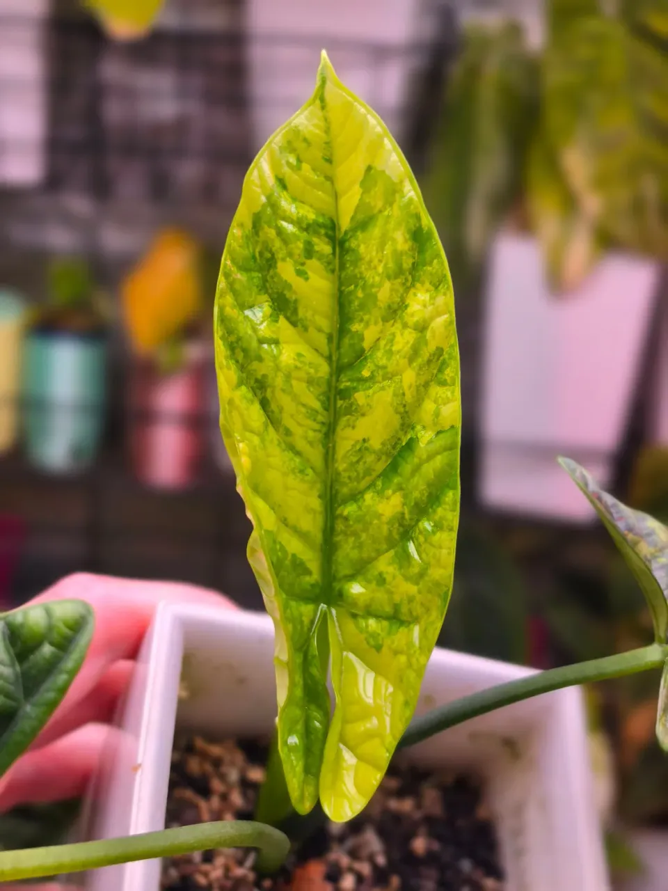 plant.ess Alocasia Sinuata Aurea corme à planter panaché