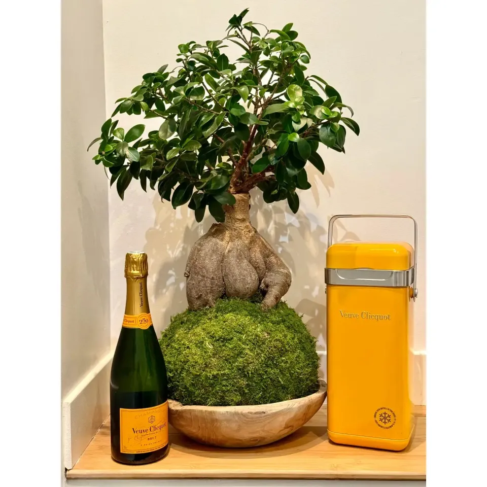 Oh My Green Ficus Ginseng kokedama XXL lumineux