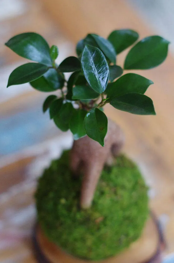 Aquaphyte Daitokuji Ichi kokedama ficus 10 cm