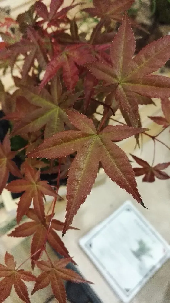 AQUAPHYTE Fuji-san Ni kokedama érable du Japon caduc