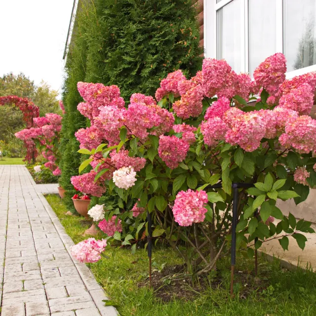 Plant and Stories Hortensia Vanille Fraise arbuste pot 17cm 1 plant