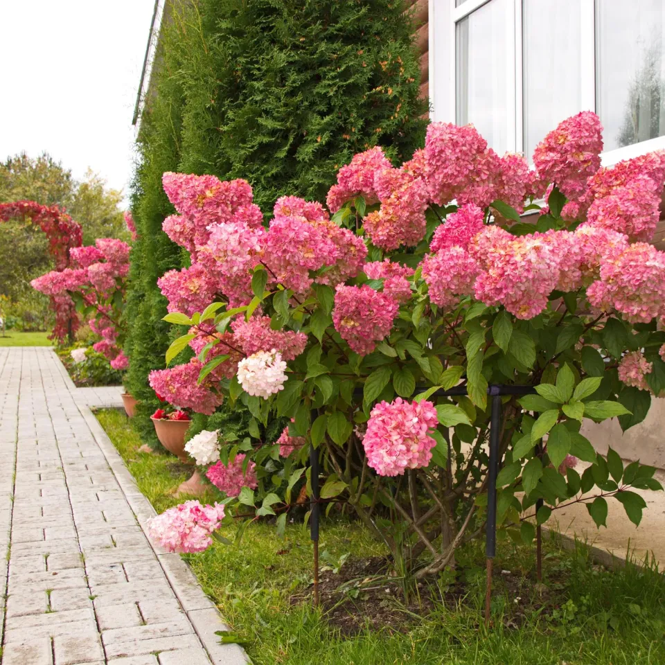 Plant and Stories Hortensia Vanille Fraise arbuste pot 17cm 1 plant
