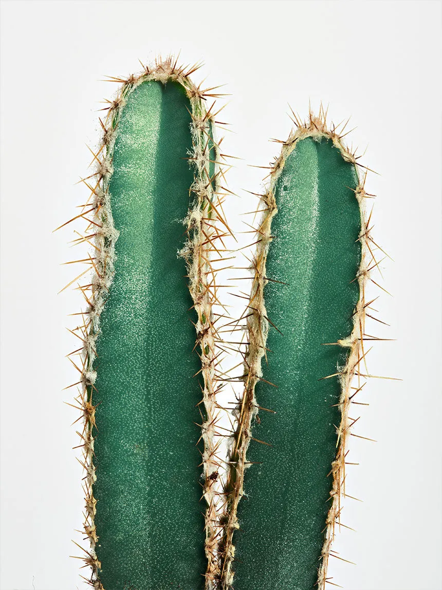 By Charlot Le Raffiné cactus Cereus 10-14 cm