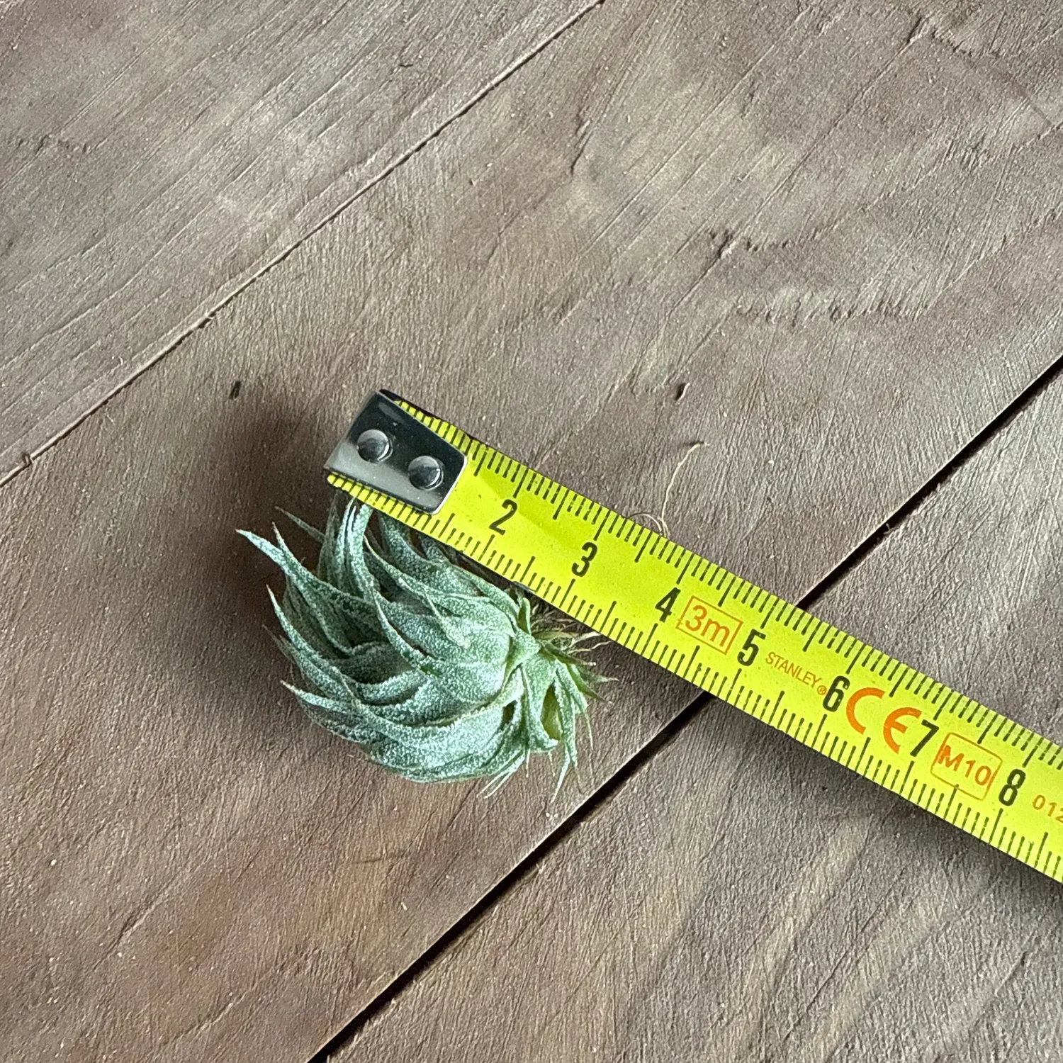 Airplantshop Tillandsia sprengeliana plante aérienne rare