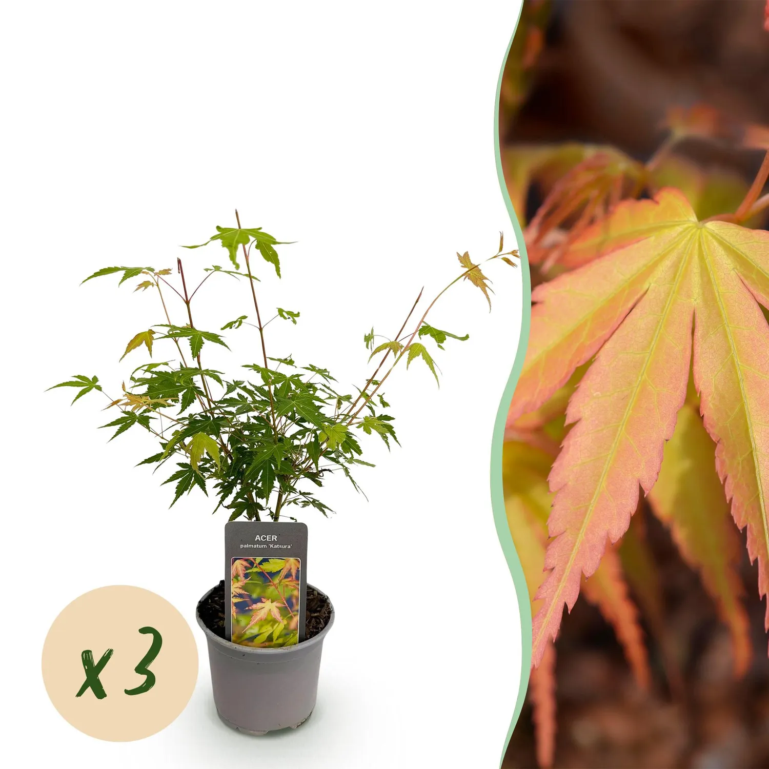 Plant and Stories Katsura érable du Japon 1 plant pot 12 cm