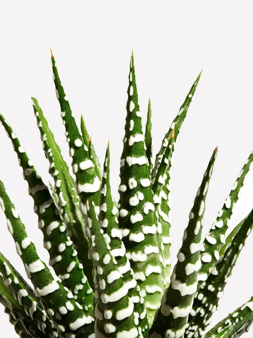 By Charlot La Coquette plante succulente Haworthia XS