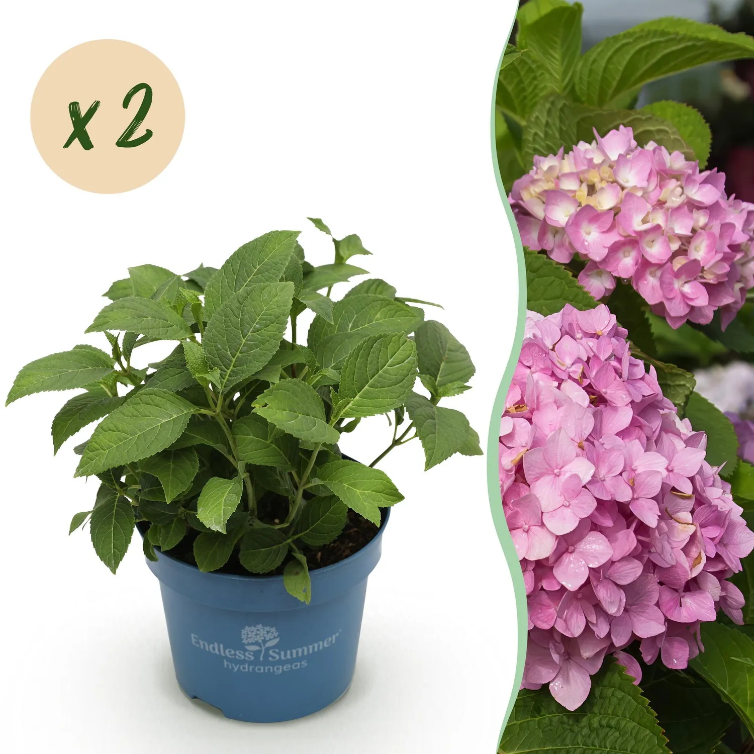 Plant and Stories Summer Love Red hortensia rouge 1 plant