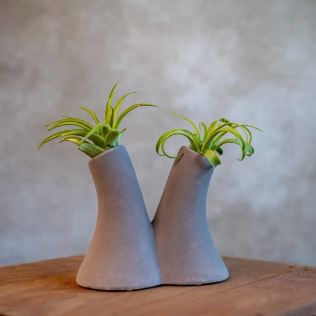 Airplantshop Tube Vase gris vase 2 tillandsias Capitata
