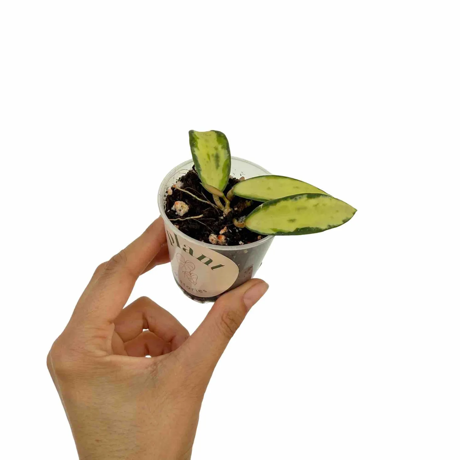 Plant and Stories Acuta Inner Variegata hoya pot 6 cm panaché