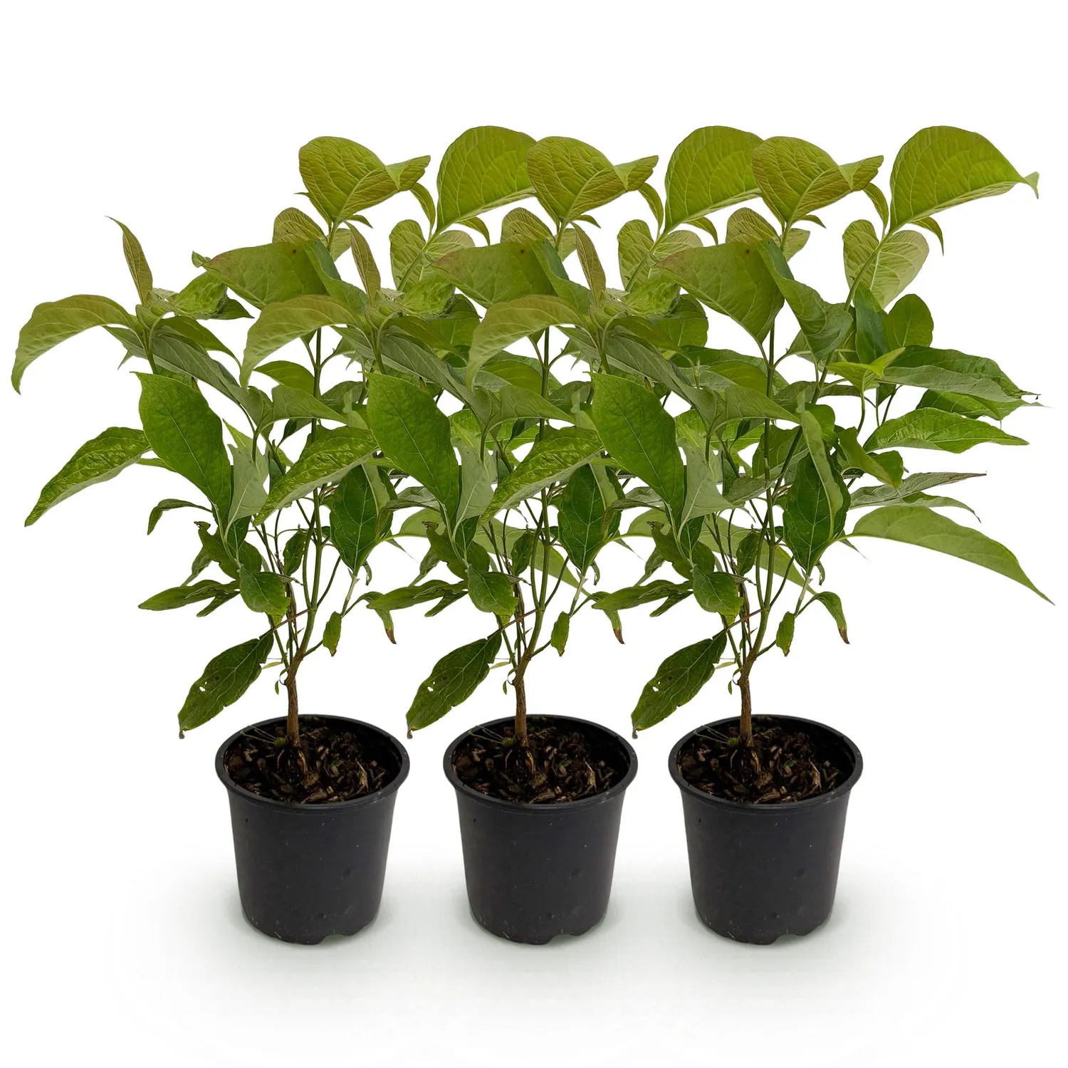 Plant and Stories Cornus Mas cornouiller arbuste pot 12 cm