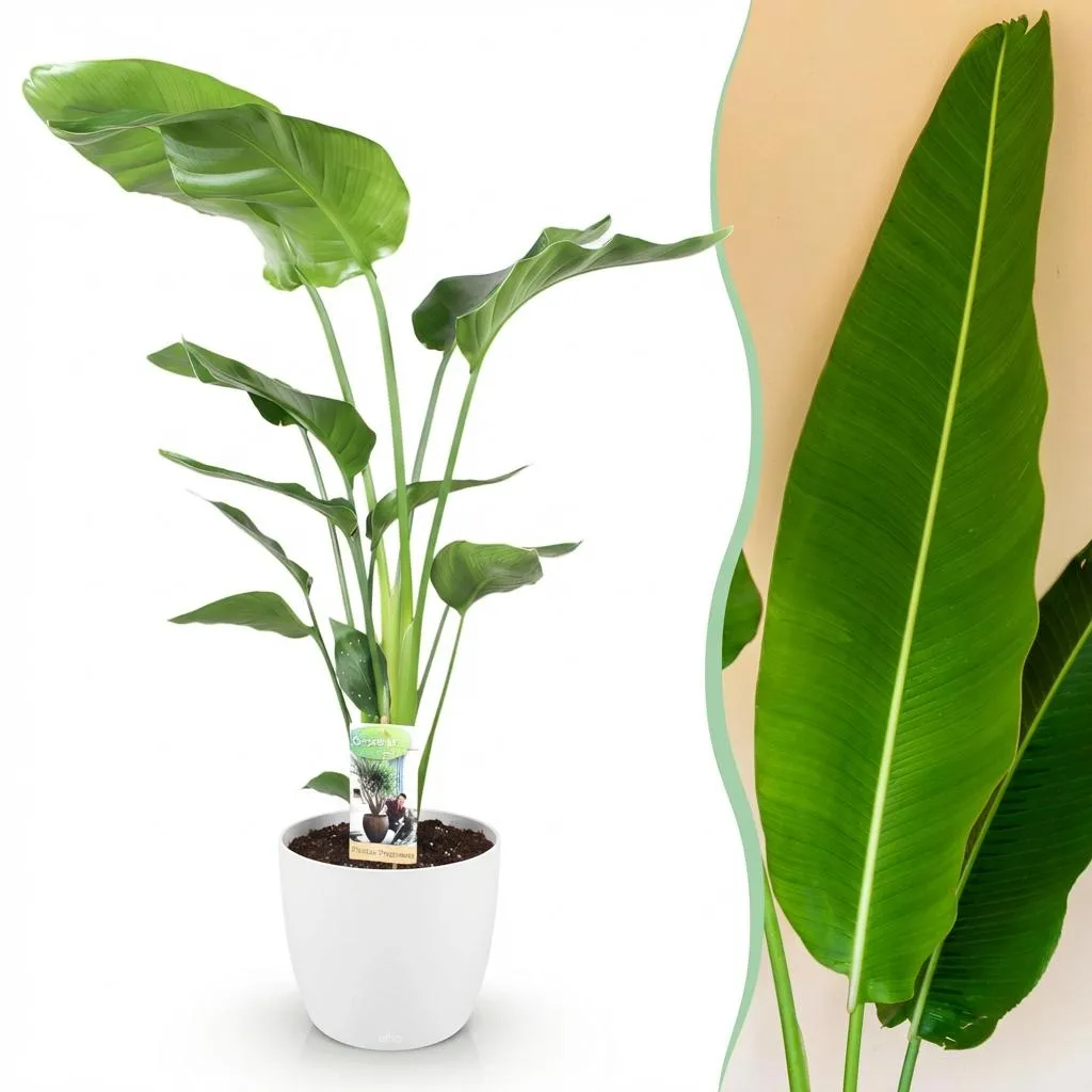 Plant and Stories Strelitzia Nicolai plante XXL pot 17cm verte