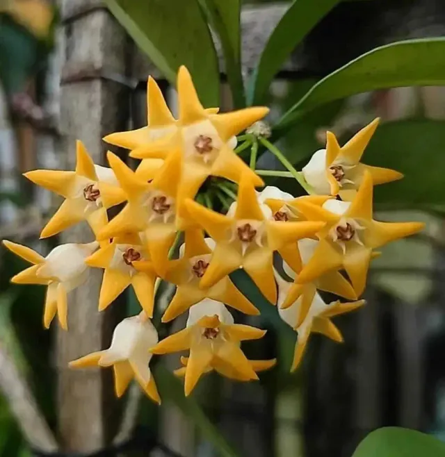 Plant and Stories Hoya occultata Splash plante pot 8cm mouchetée