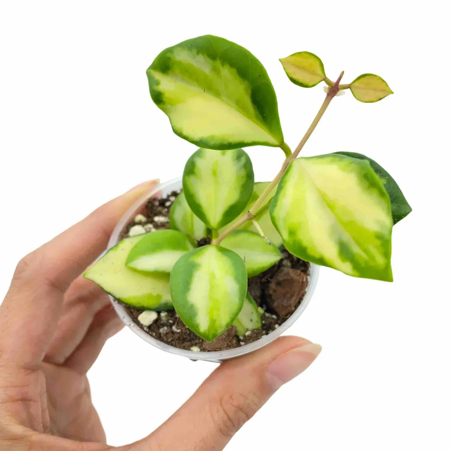 Plant and Stories Hoya Heuschkeliana variegata plante 6 cm panachée