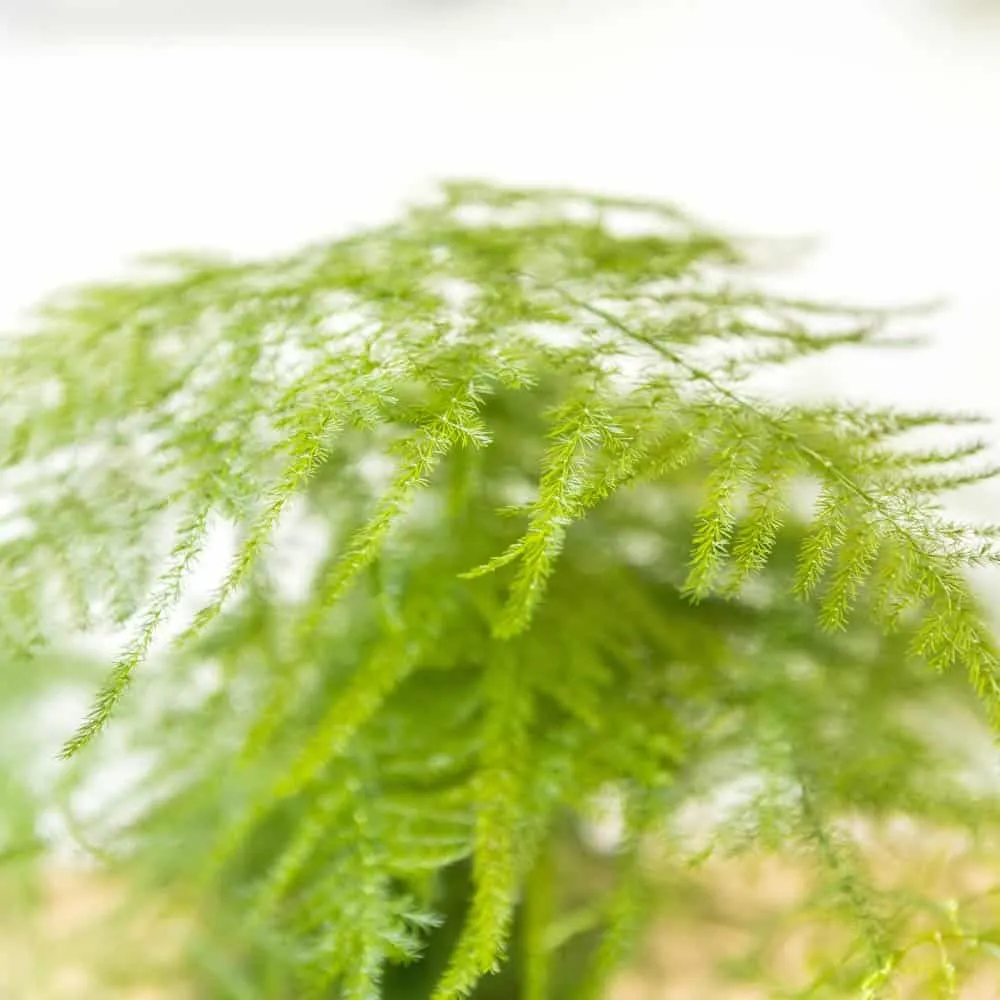 Réconciliation Végétale Malo asparagus plumosus plante verte plume