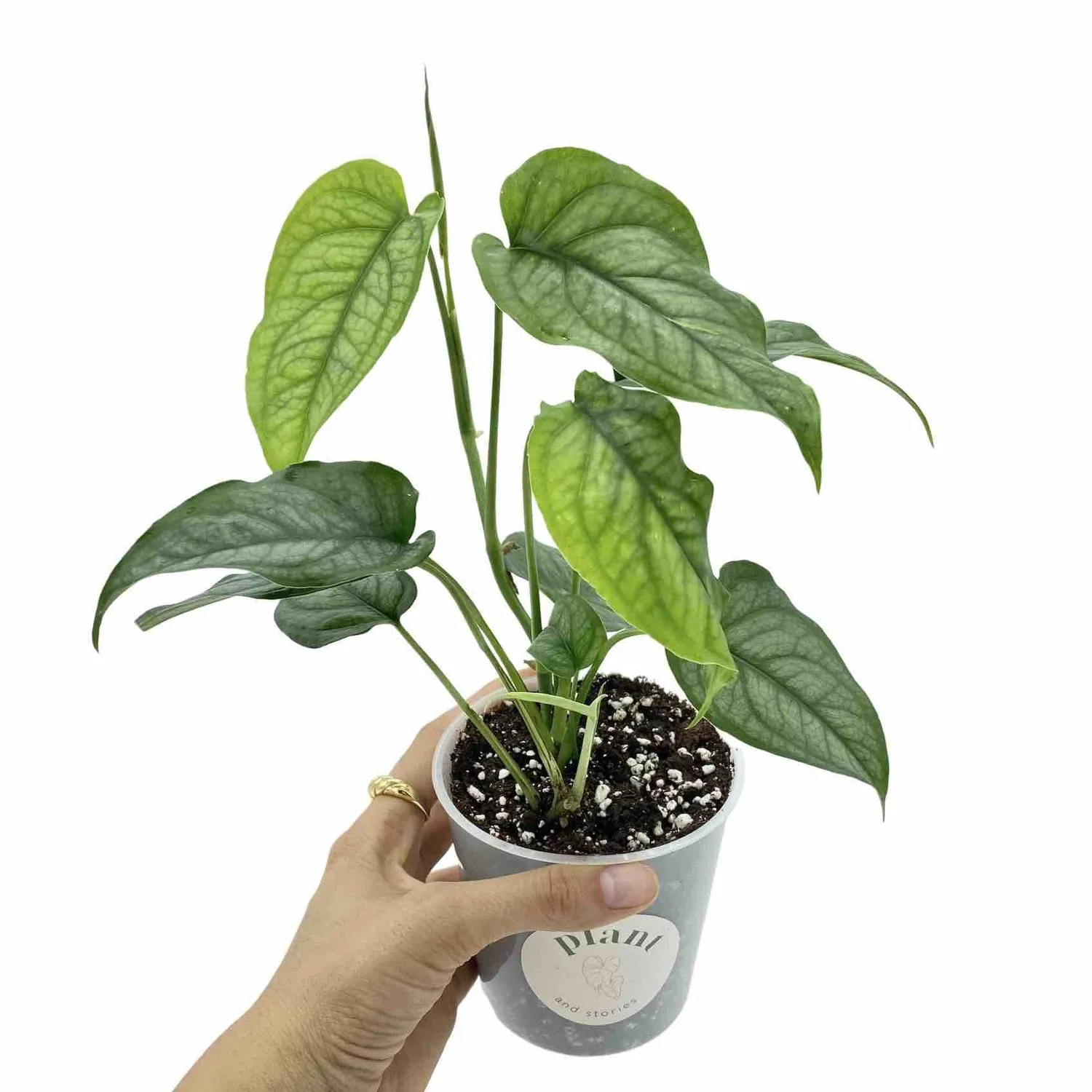 Plant and Stories Monstera Siltepecana plante intérieur pot 6 cm