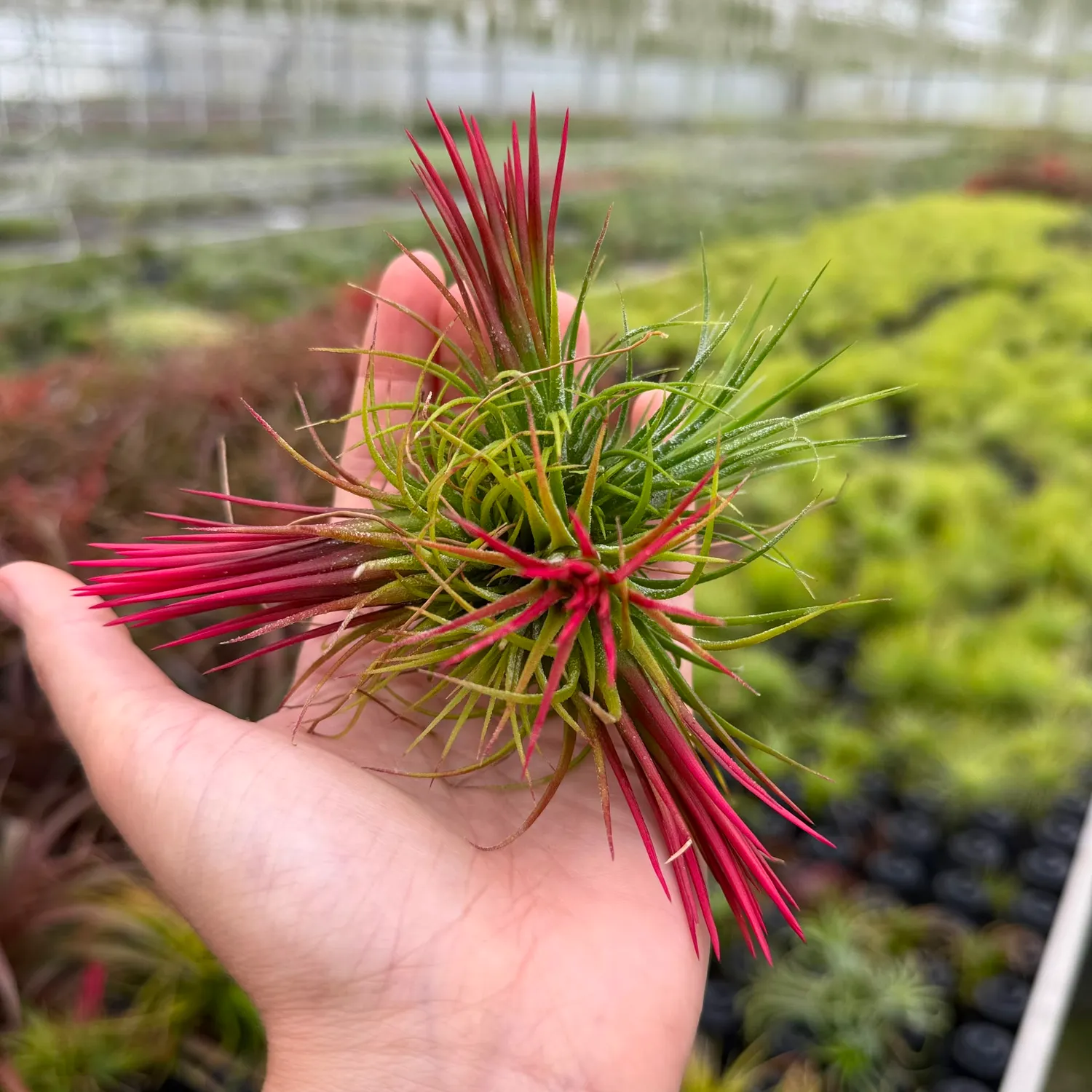 Airplantshop Tillandsia Ionantha Fuego plante aerienne rouge