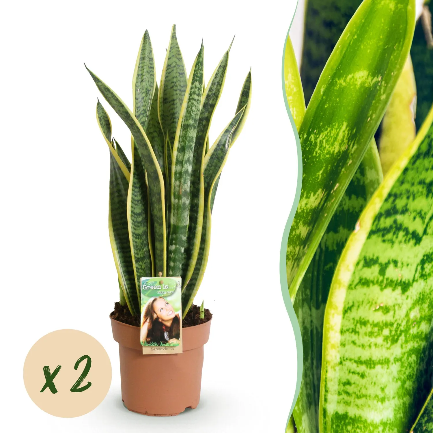 Plant and Stories Sansevieria Laurentii lot 2 pot 17cm