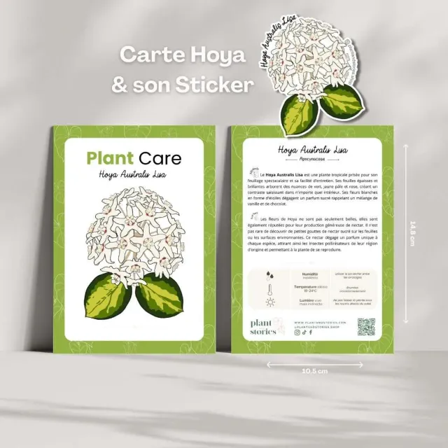 Plant and Stories Hoya Mathilde carte plante avec sticker