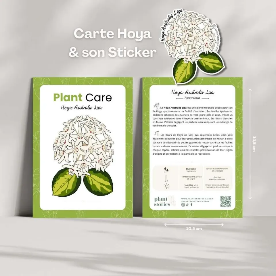 Plant and Stories Hoya Mathilde carte plante avec sticker