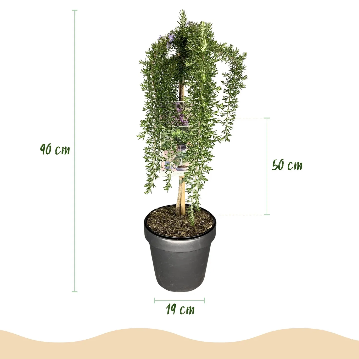 Plant and Stories Prostratus Violet romarin sur tige pot 19 cm