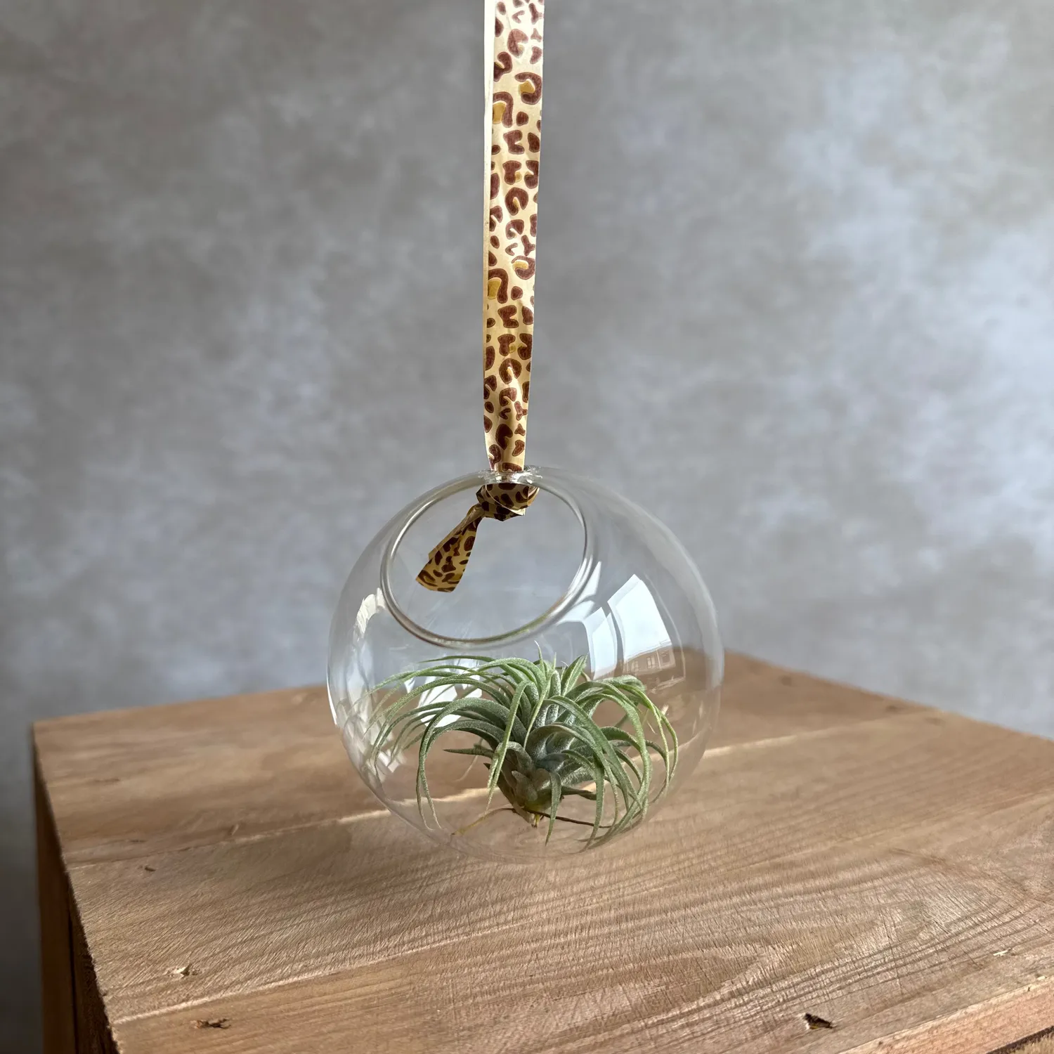 Airplantshop boule verre 8 cm terrarium Tillandsia ionantha