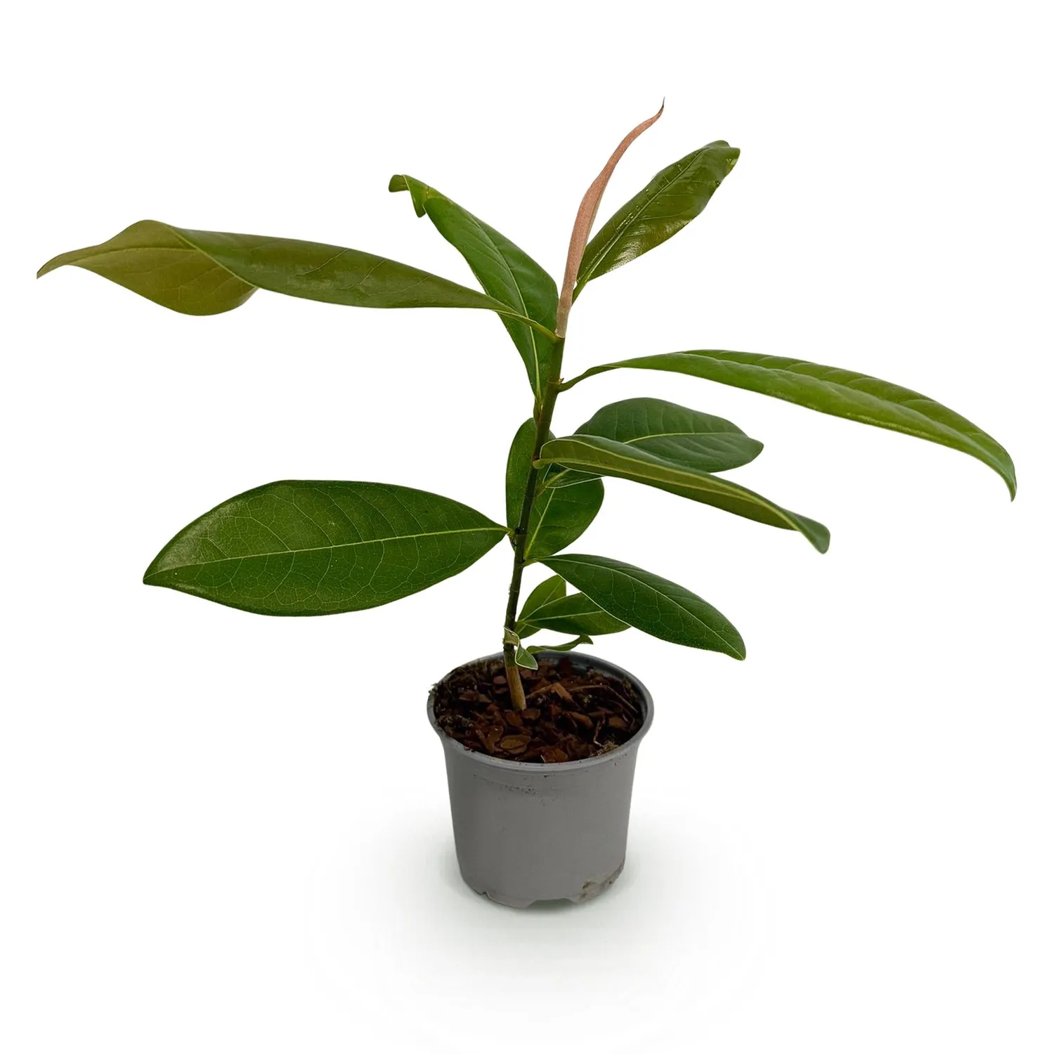 Plant and Stories Magnolia Grandiflora arbuste pot 12cm blanc