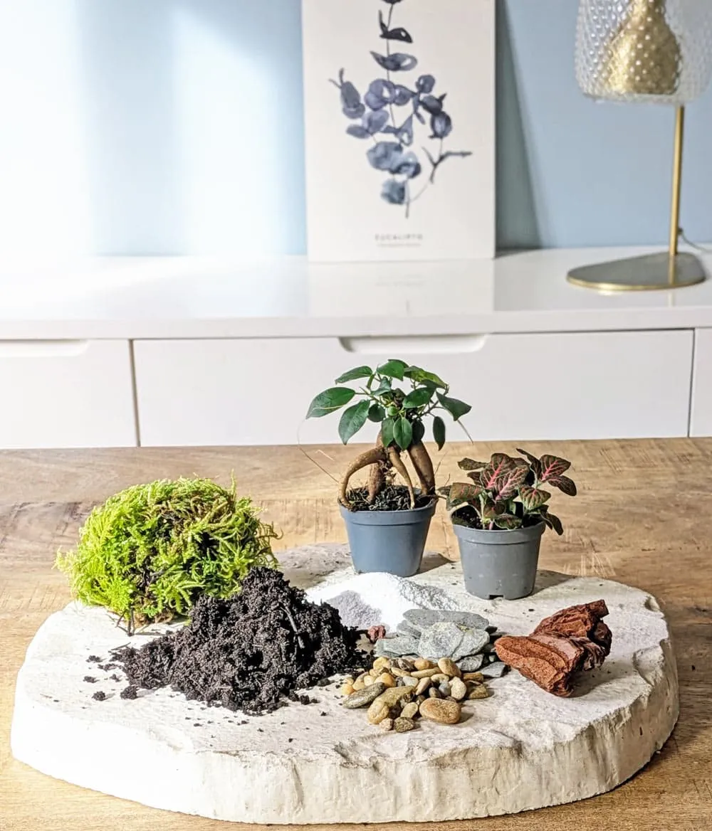 Réconciliation Végétale recharge terrarium moyen 2 plantes ficus