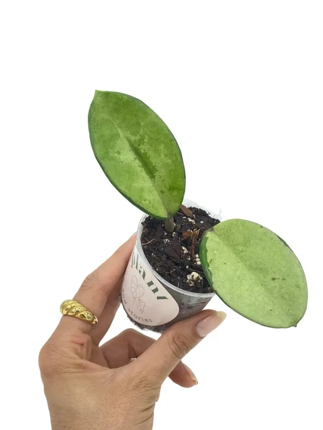 Plant and Stories Hoya Carnosa AH074 Silver Grimpante Argent