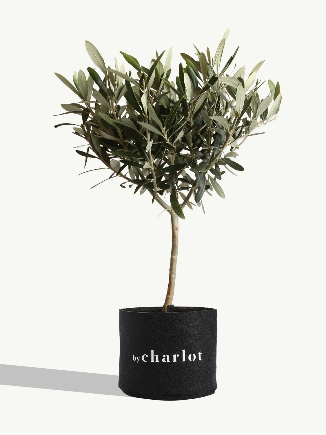 By Charlot Le Philosophe olivier recharge 37-42 cm soleil