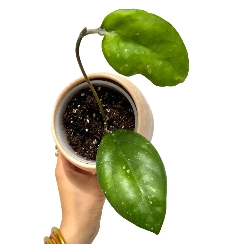 Plant and Stories Hoya Joy plante retombante pot 9 cm nacré