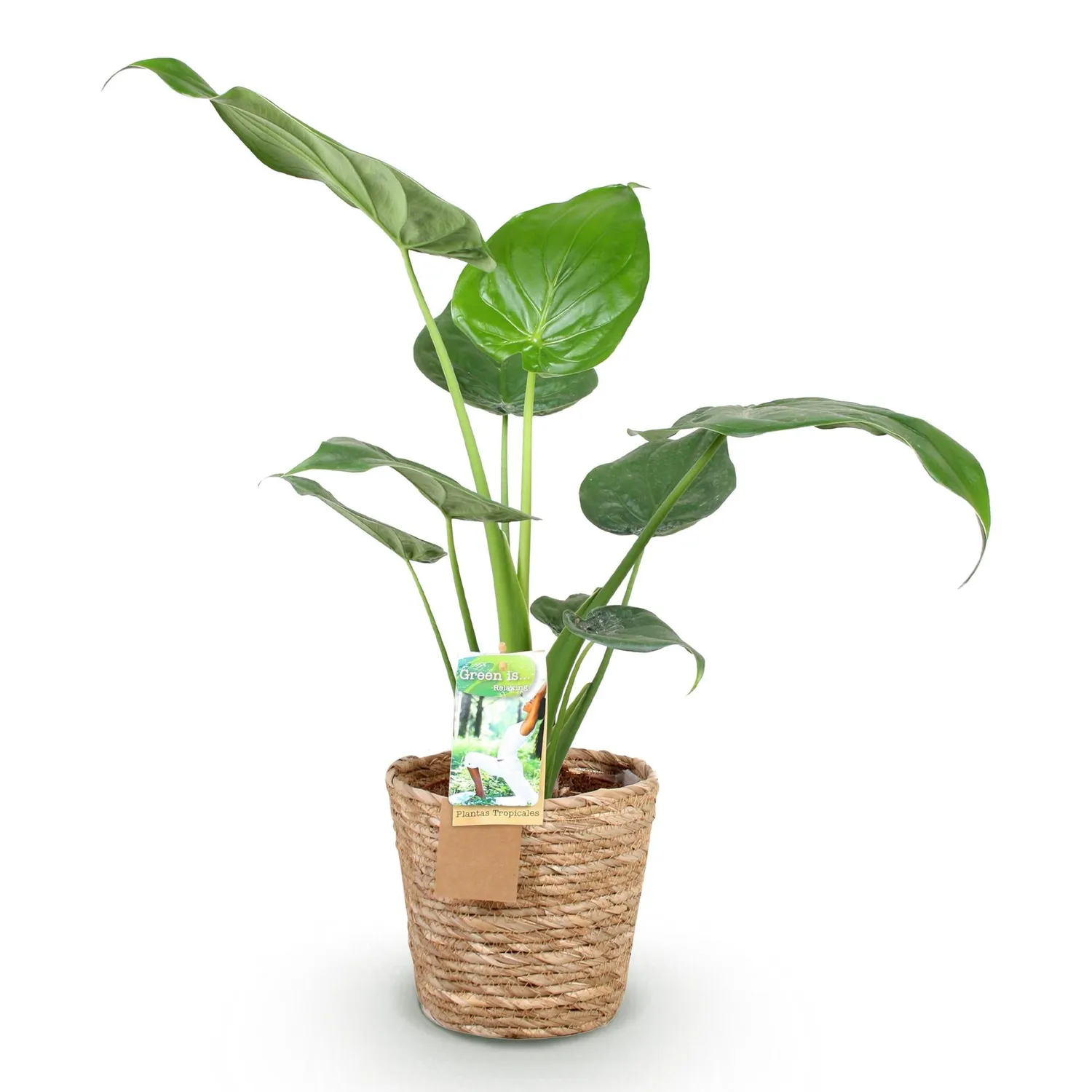 Plant and Stories Cucullata alocasia lot 2 17 cm 60 cm