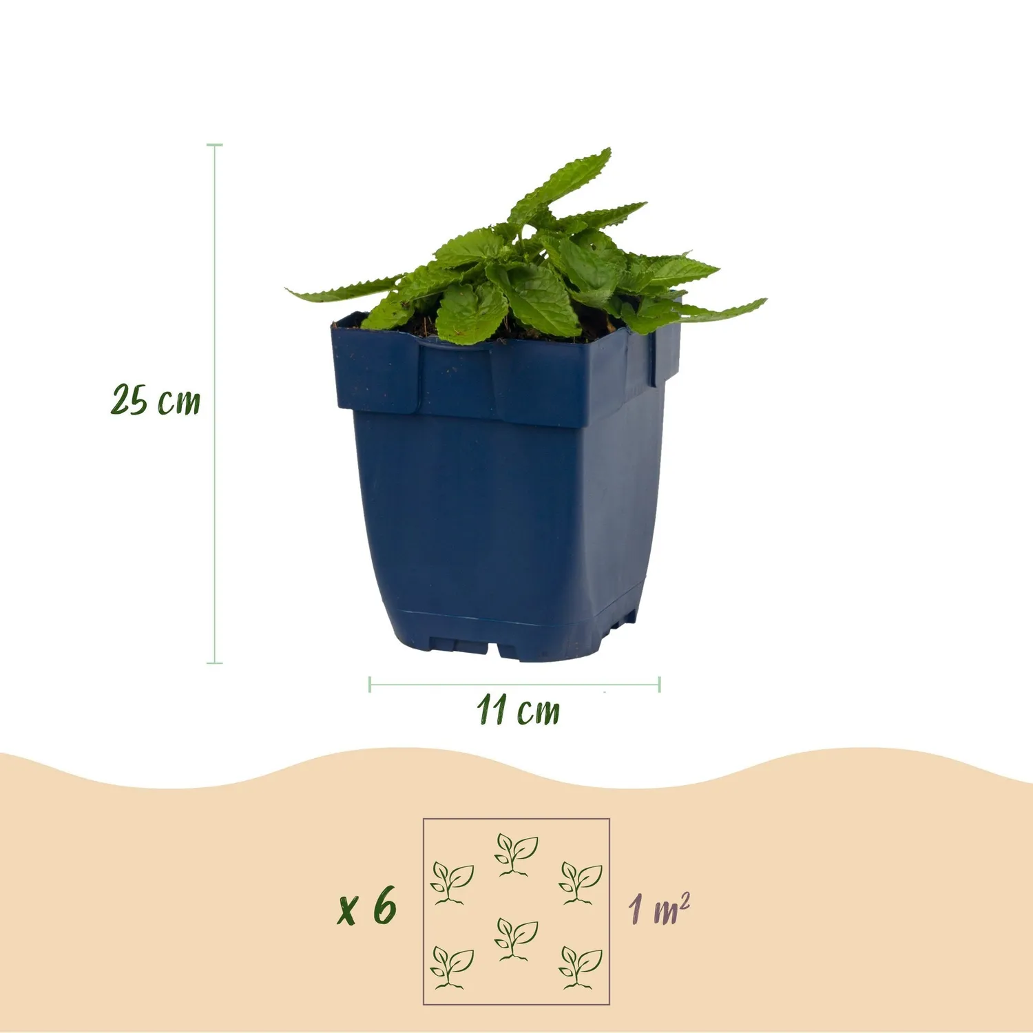 Plant and Stories Stachys Ukkie couvre-sol argenté 25 cm