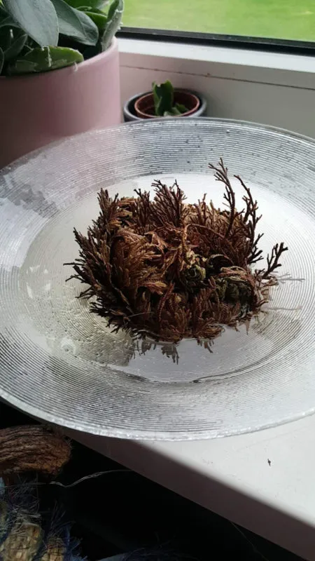 Airplantshop Rose de Jéricho Selaginella plante 8 cm