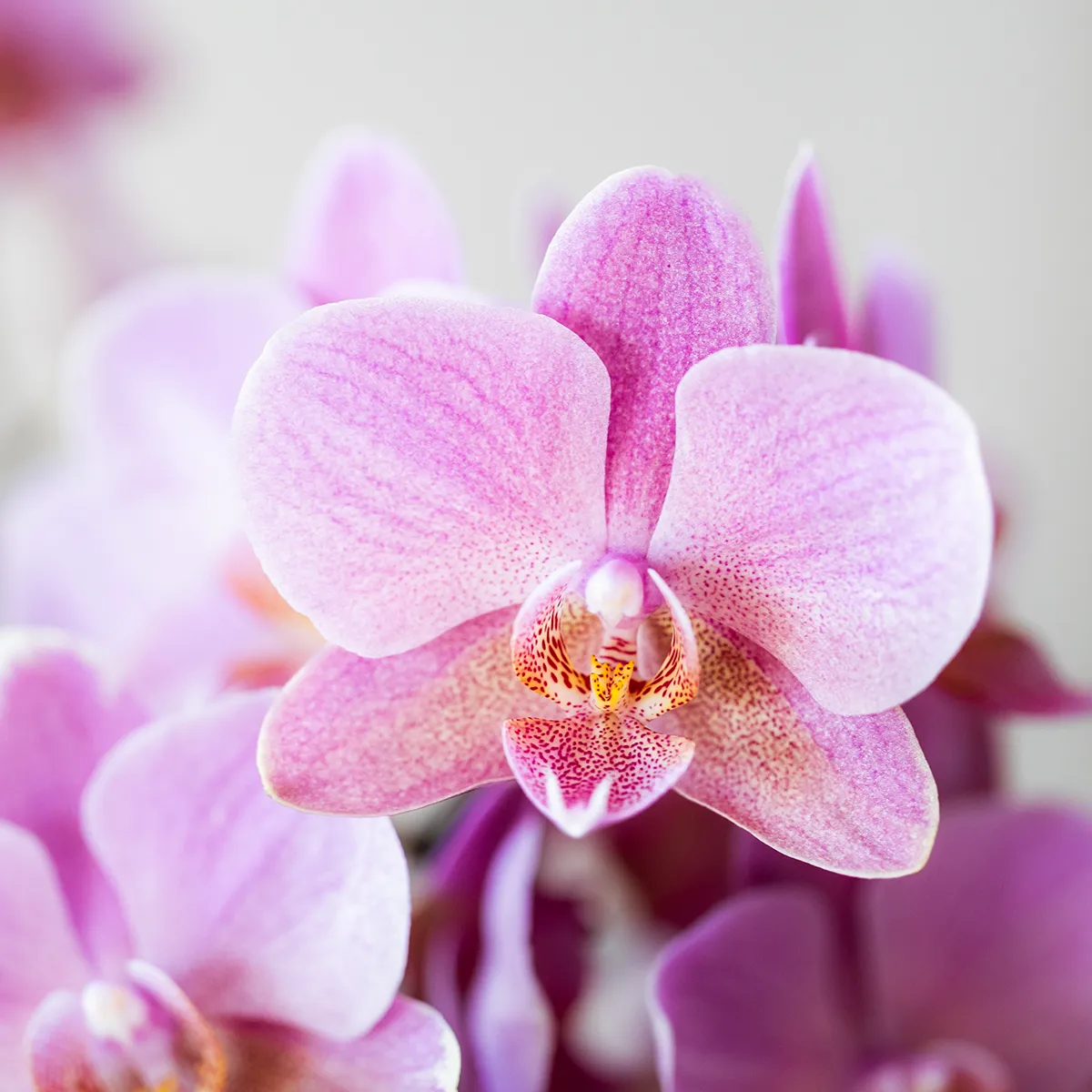 Plant and Stories Phalaenopsis orchidée set surprise de 2 pot 9 cm