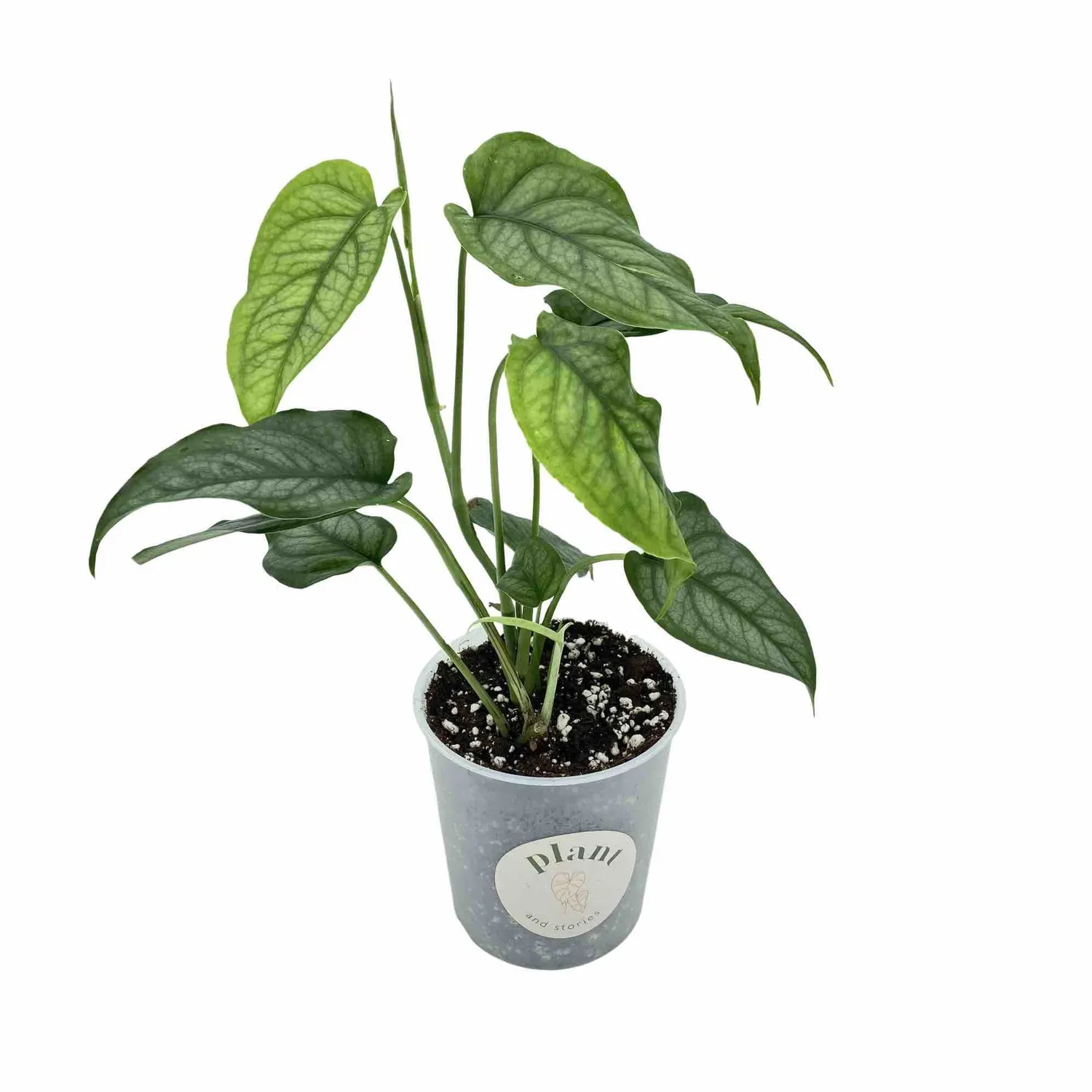 Plant and Stories Monstera Siltepecana plante intérieur pot 6 cm