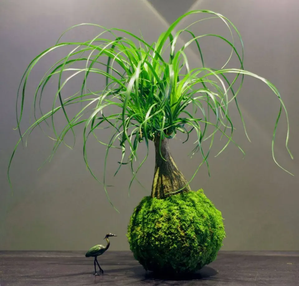 Aquaphyte Kokedama Río Plátano Ni pied éléphant