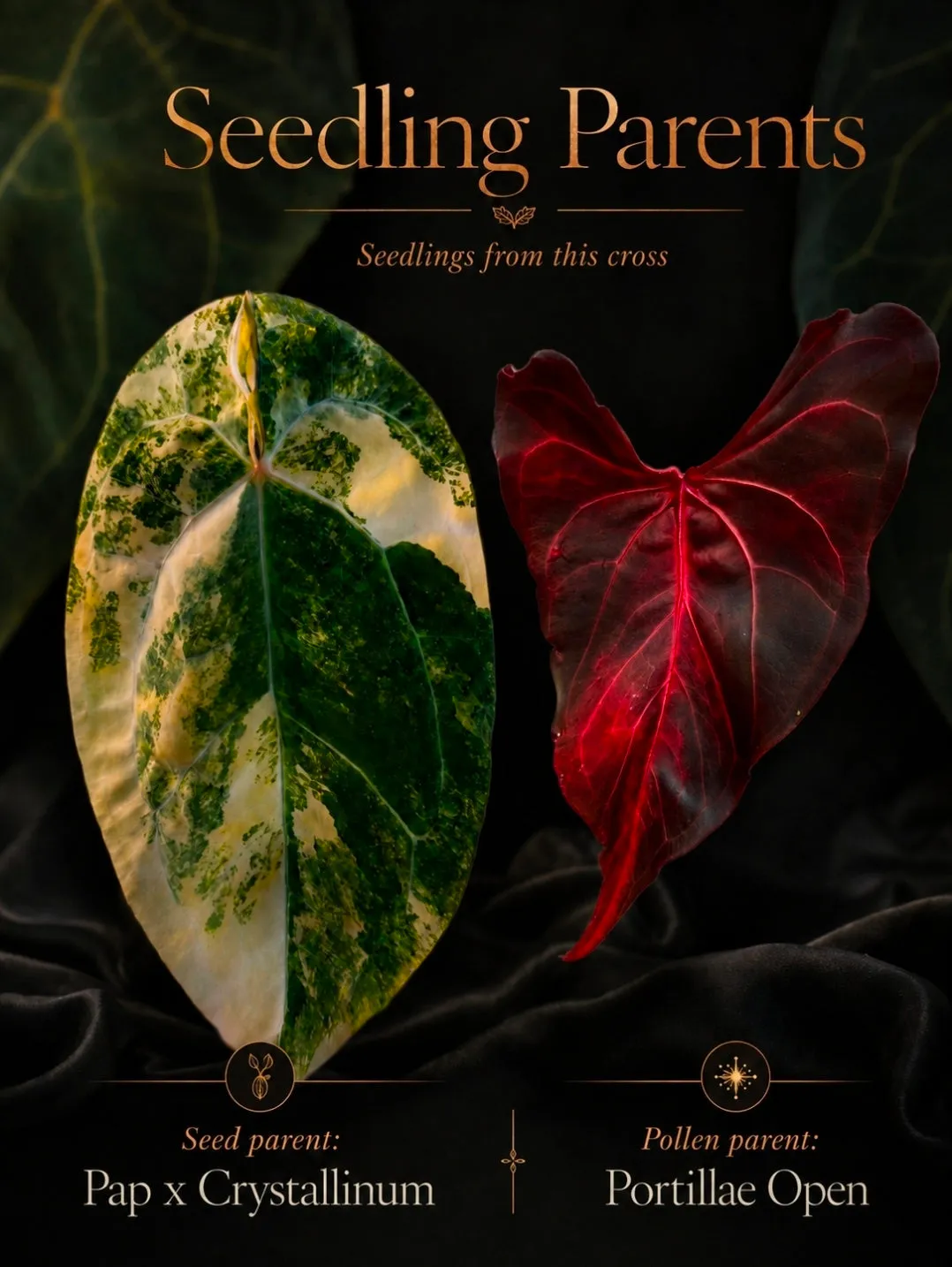 plant.ess Anthurium Portillae Open plante panachée #6 velours
