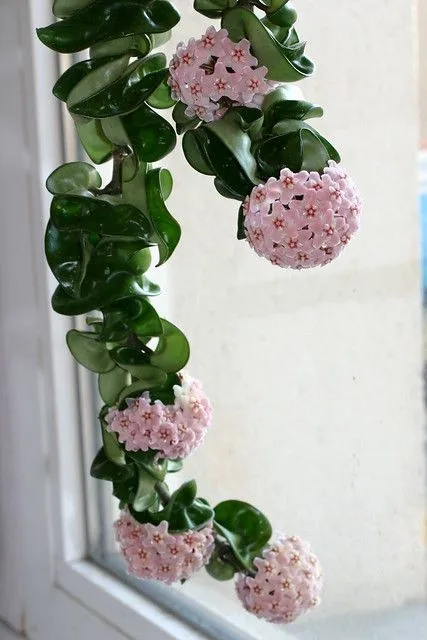 Plant and Stories Carnosa Compacta hoya plante pot 6cm torsadée