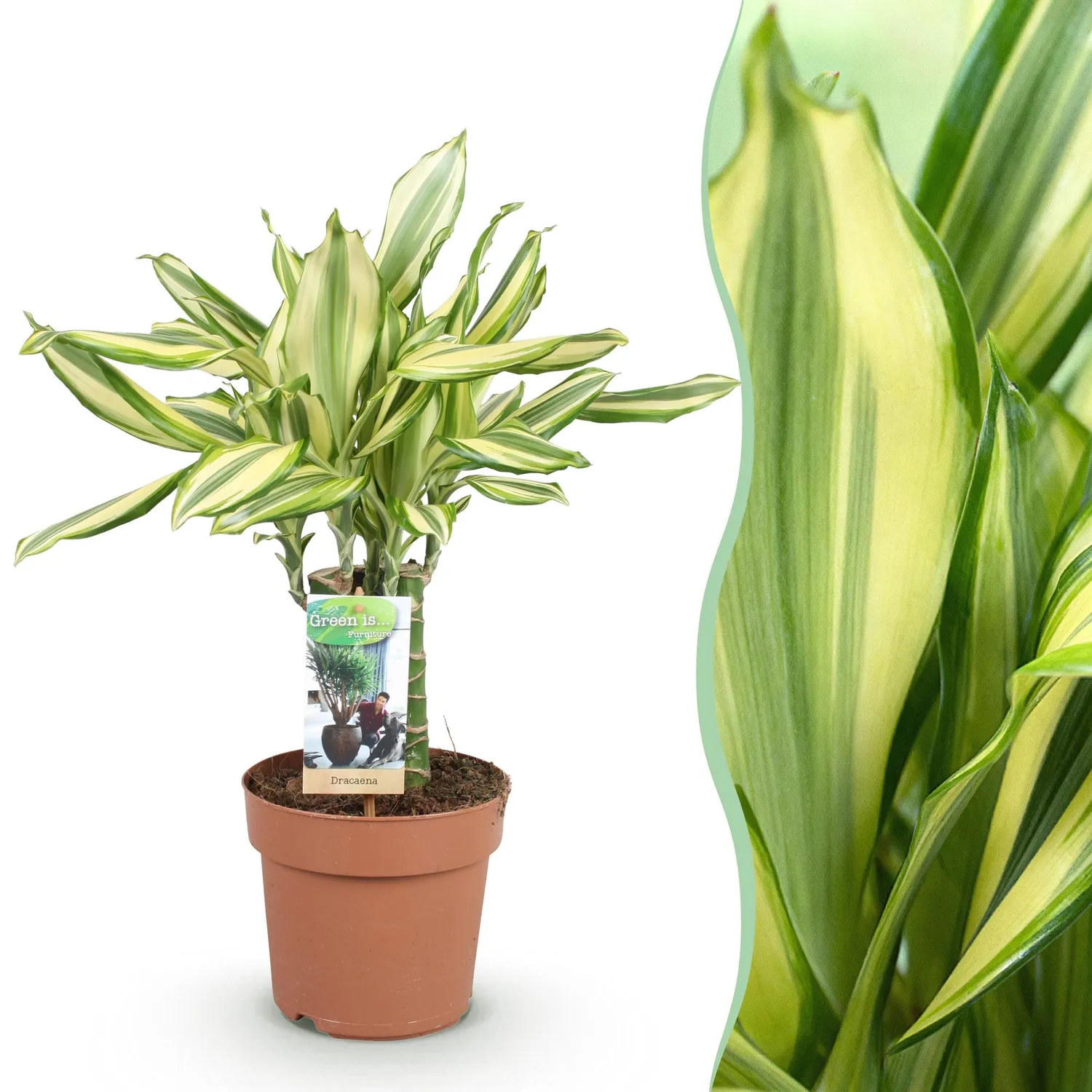 Plant and Stories Dracaena fragrans Diamond Dream pot 17cm 50-55cm