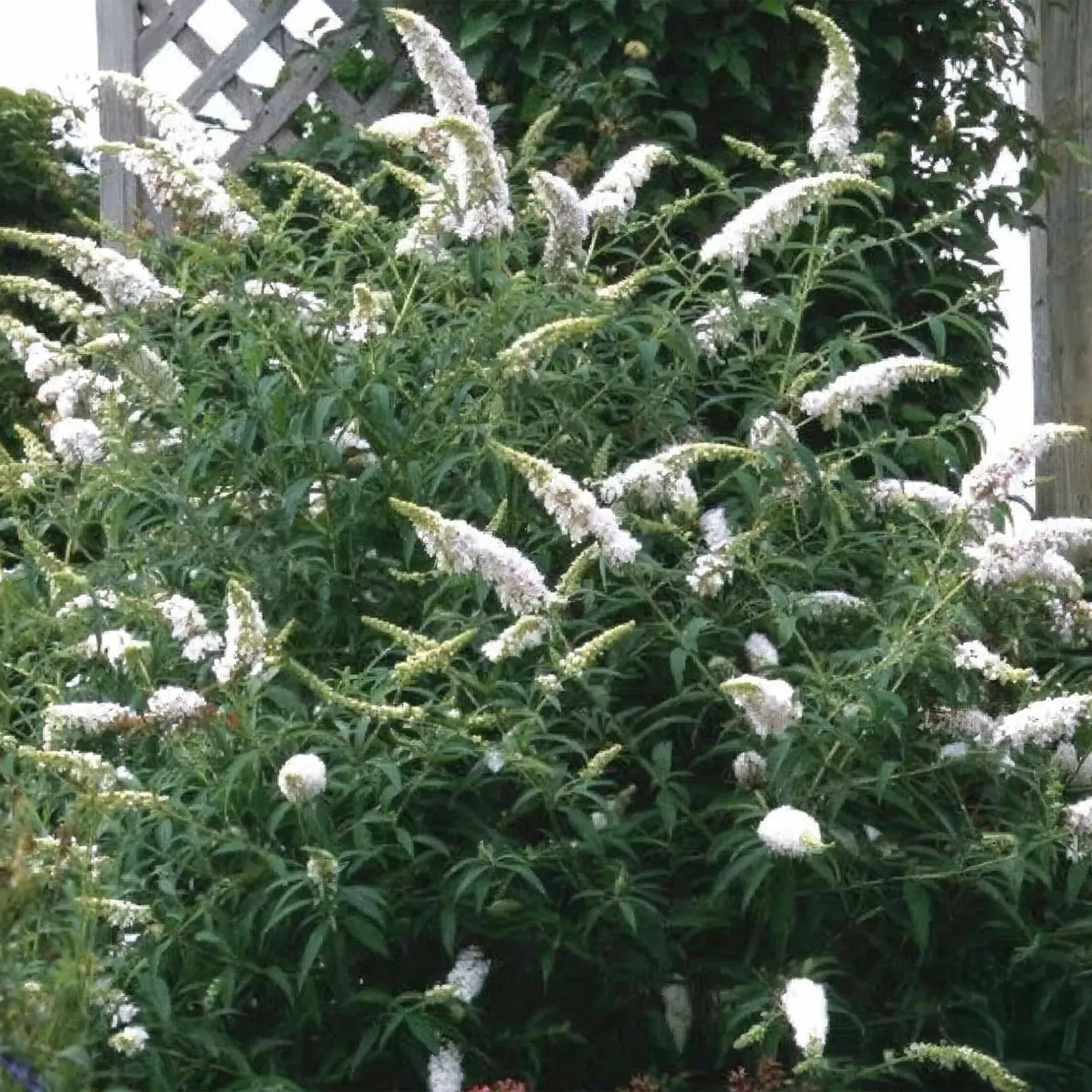 Plant and Stories Buddleja White Profusion arbuste pot 17 cm mellifère