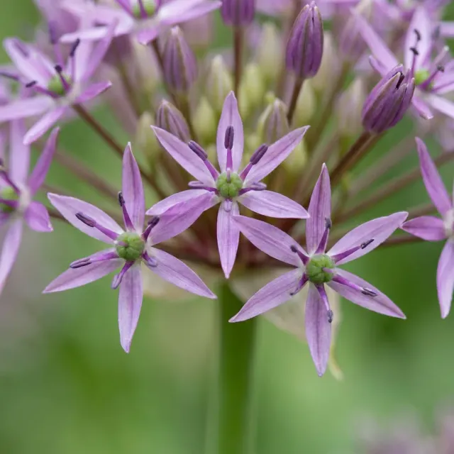 Plant and Stories Christophii ail d'ornement 30 bulbes calibre 10/12