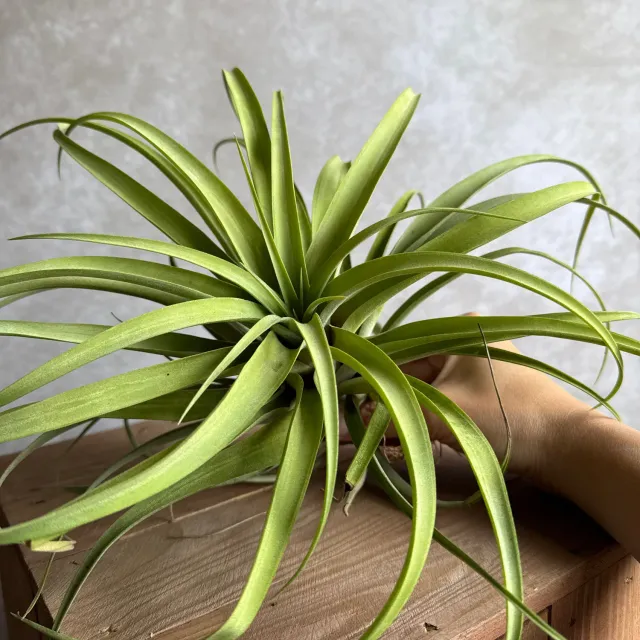 Airplantshop Tillandsia Capitata XXL plante aerienne 20 cm