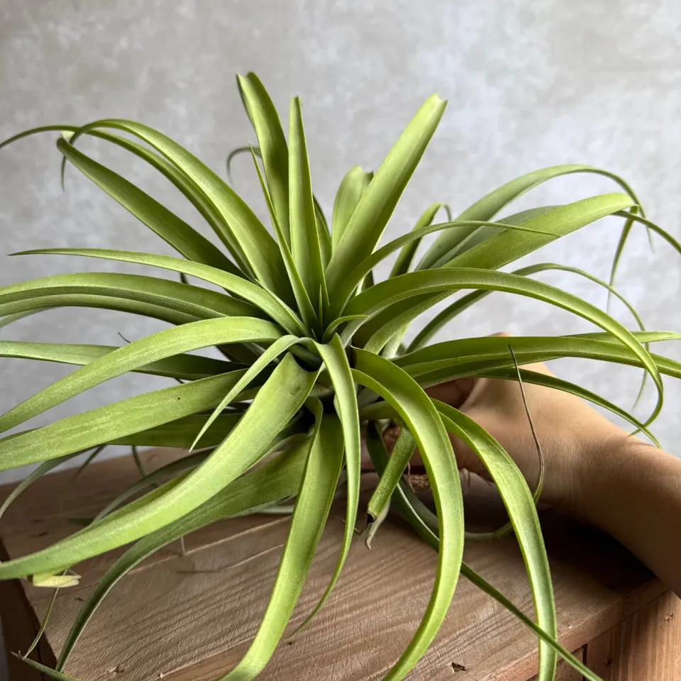 Airplantshop Tillandsia Capitata XXL plante aerienne 20 cm