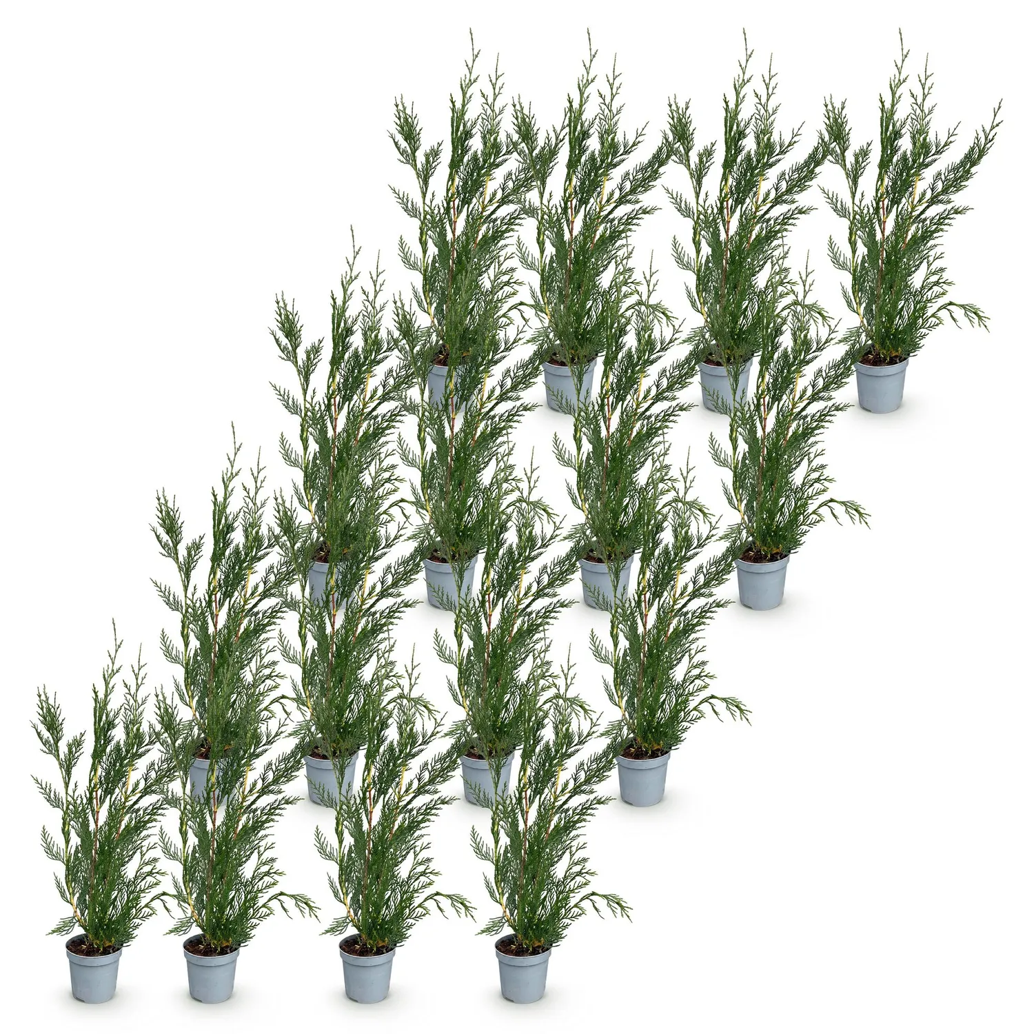 Plant and Stories Cyprès de Leyland 2011 haie lot 8 plants croissance rapide