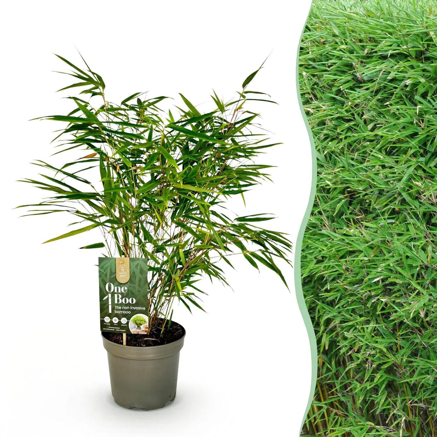 Plant and Stories Fargesia Rufa bambou brise-vue 1 plant pot 17 cm